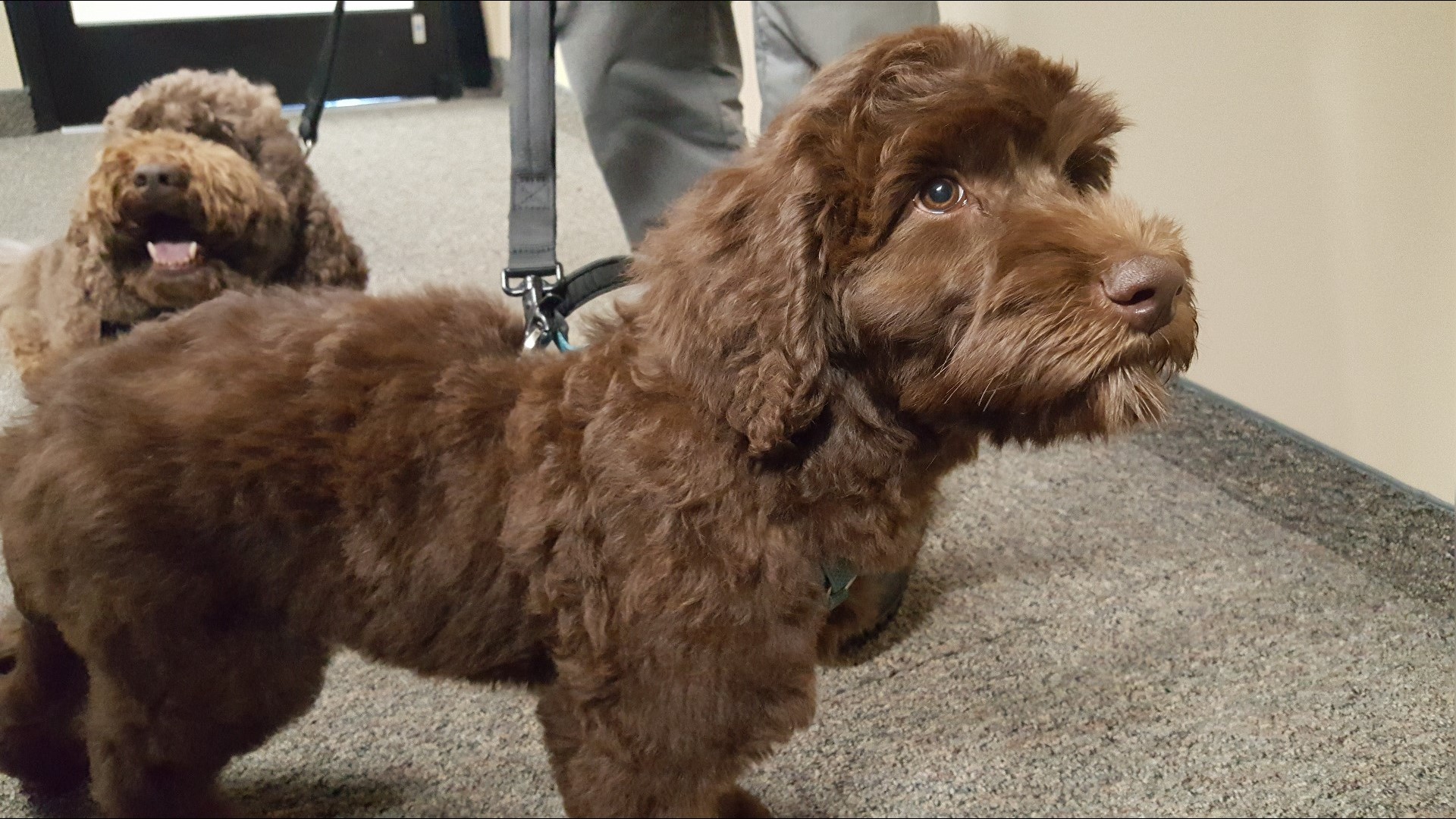 The GPD's current therapy dog is named 'Porter'