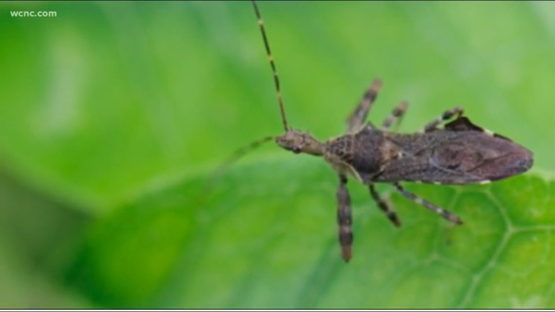 Dangerous Kissing Bugs Spread Across The Carolinas 