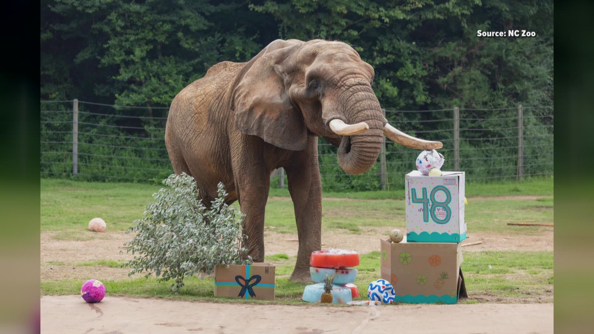 North Carolina Zoo celebrates C'sar's 48th birthday!