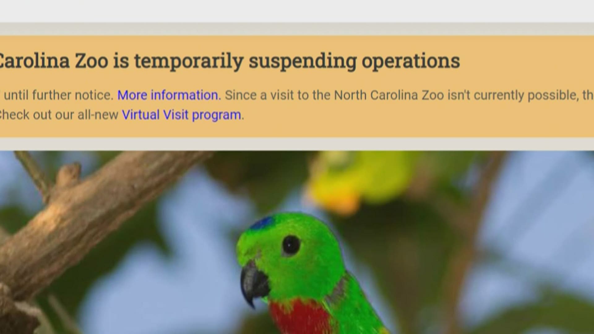 The North Carolina Zoo virtual program features a wide range of different online educational events, art projects, at-home activities, and stories.