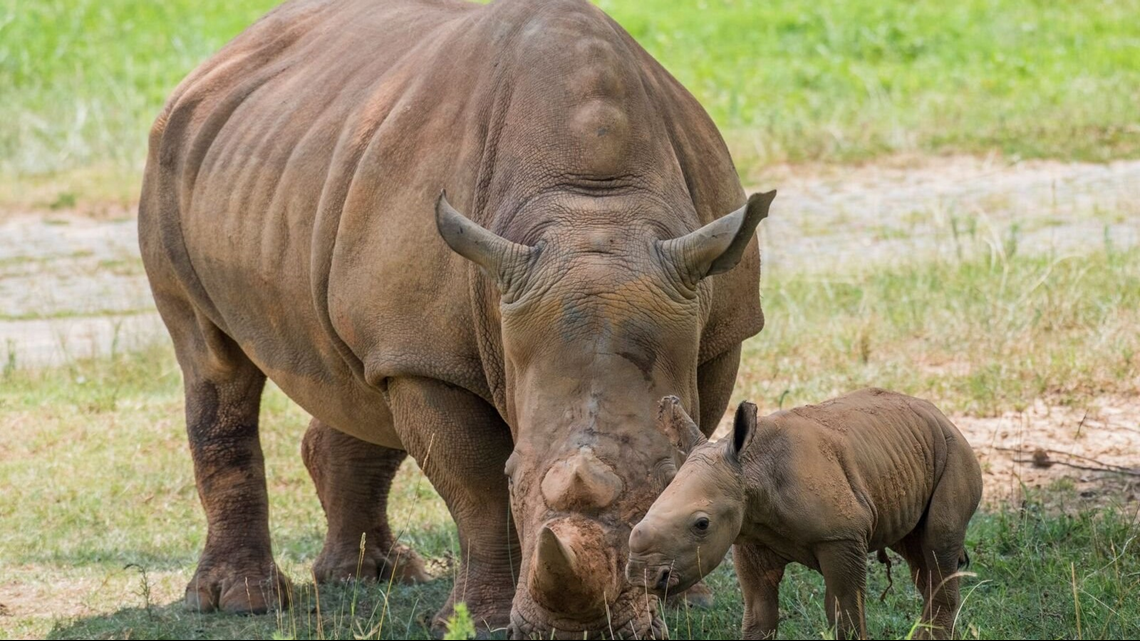 NC Zoo Welcomes Second Baby Rhino In Less Than Two Weeks On Friday The ...