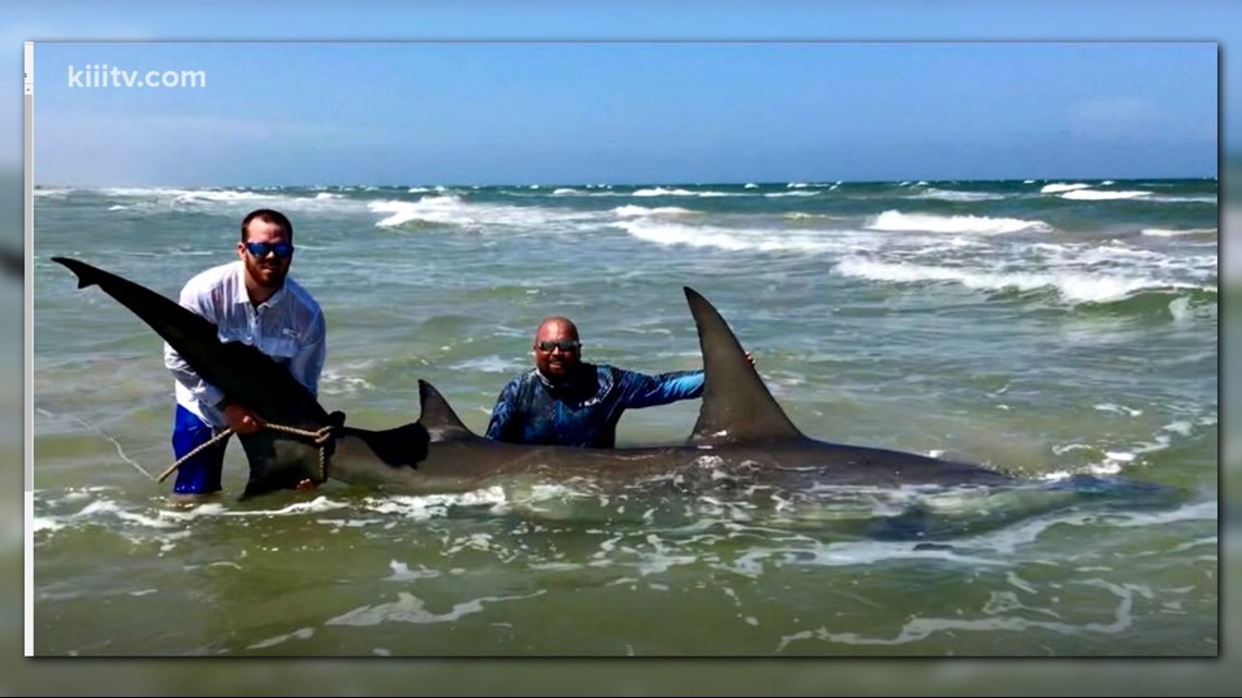 Catch of a Lifetime 14Foot Hammerhead Shark Caught By Texas Fisherman
