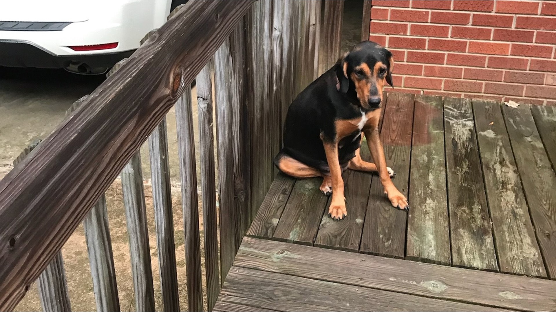 PHOTOS Pregnant Dog Euthanized at Randolph Co. Animal Shelter