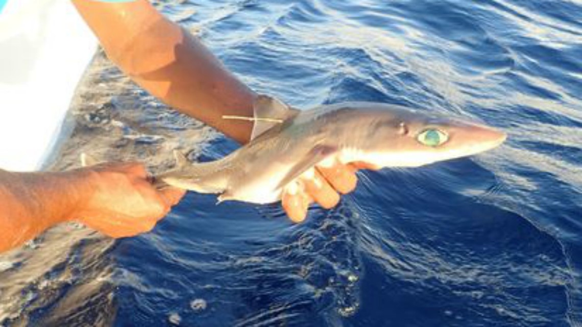 New Shark Species Discovered Honors Shark Pioneer Eugenie Clark