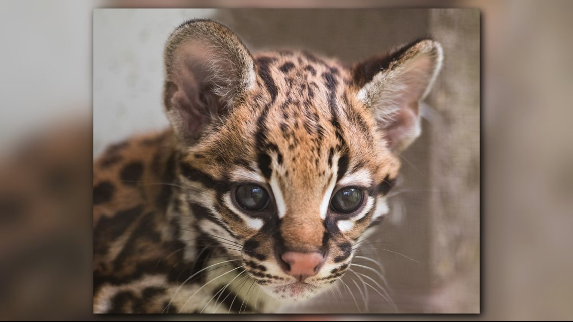 Welcome Rio The Baby Ocelot To The NC Zoo! 