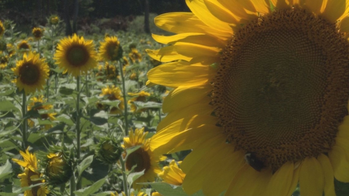 Those Highway Sunflowers Come From a Triad Farm And You Can Visit It