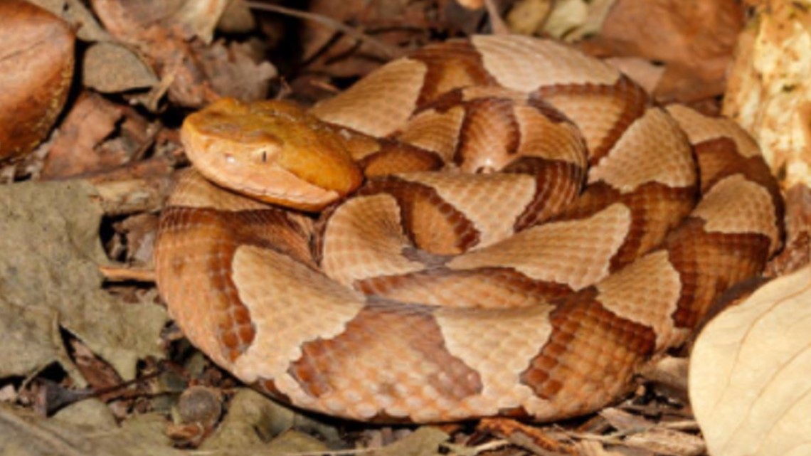 Watch Out For Baby Copperhead Snakes Wfmynews2 Com Watch Out For Baby Copperhead Snakes Wfmynews2 Com
