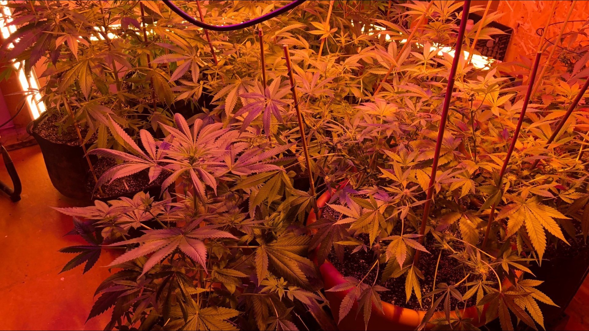 PHOTOS Pot Brownies, Other Marijuana Grow Evidence Found During Raid
