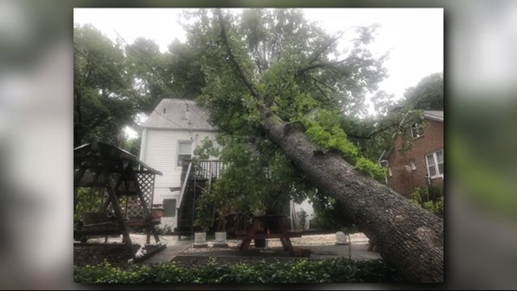 Hurricane Florence: Tree Damage & Insurance  wfmynews2.com