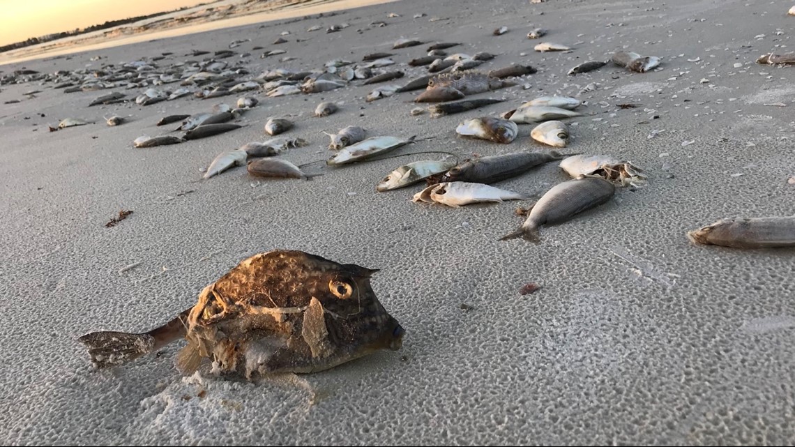 Photos Thousands of dead fish, eel wash up on Siesta Key Beach as red