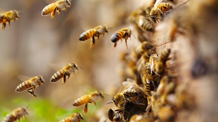 buzz off! bees swarm times square hot dog stand