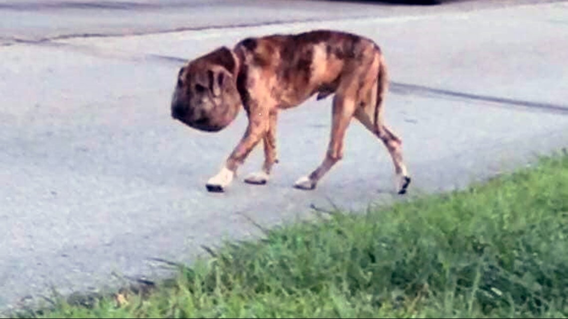 Texas Dog Found Riddled With Pellets, Shoestring Around Neck Recovering