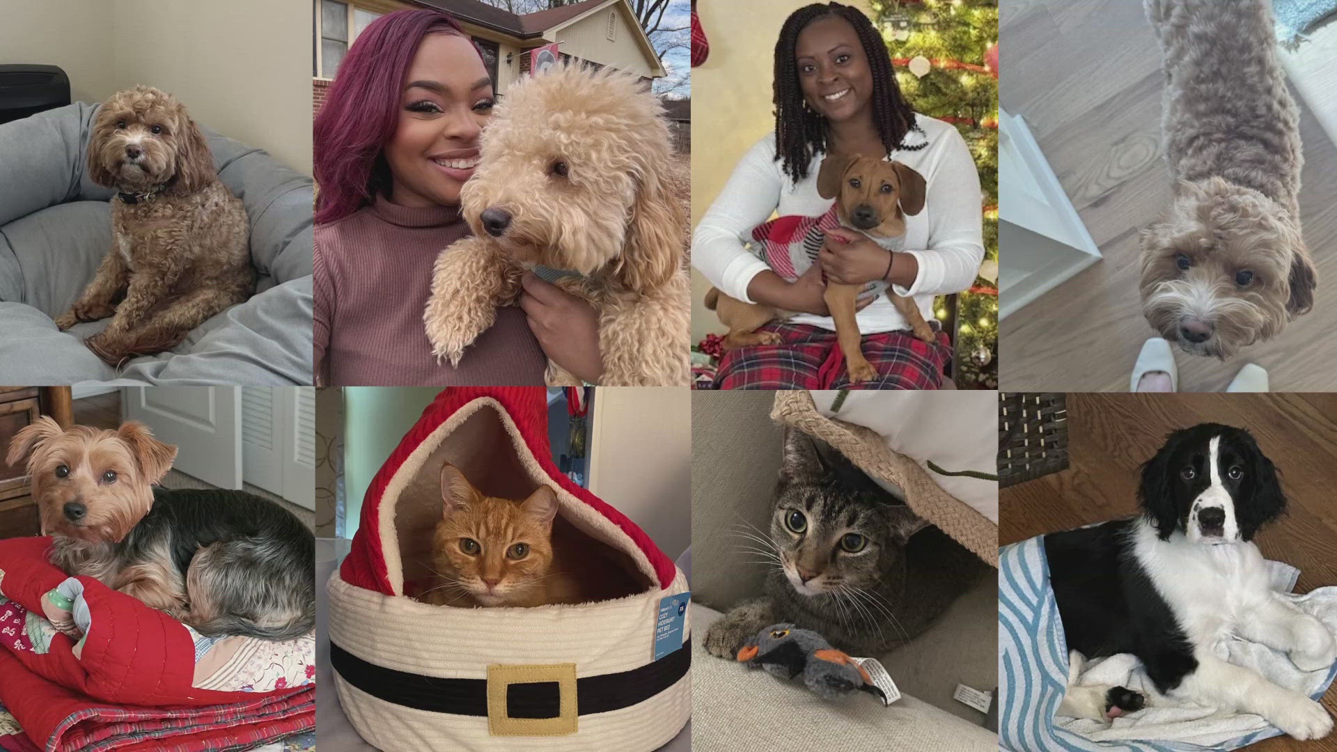 WFMY News 2's morning crew shared photos of their pets for Pet Parents Day!