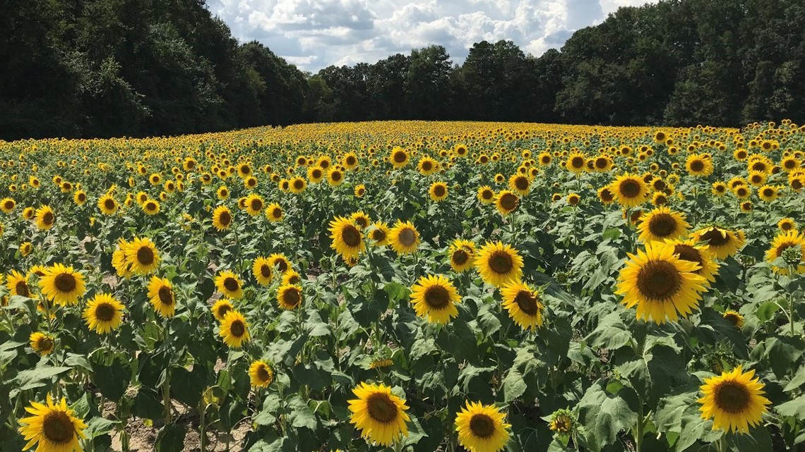 NC Sunflower Field Stirring Emotions, Causing Traffic Delays