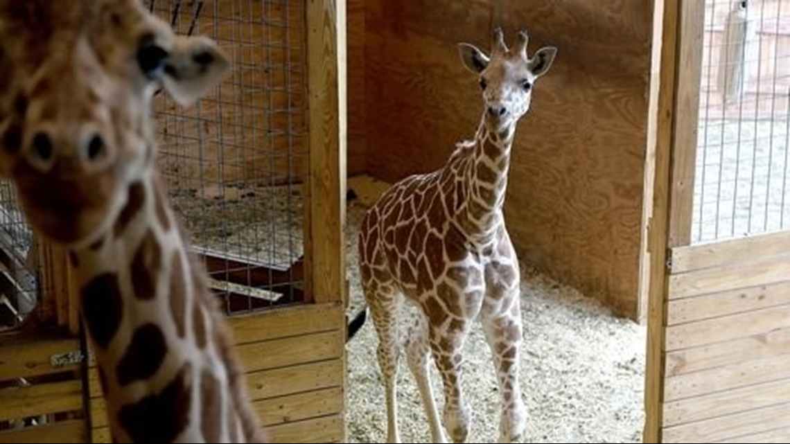 April The Giraffe Due In March; Baby Tajiri To Be Moved To New Home