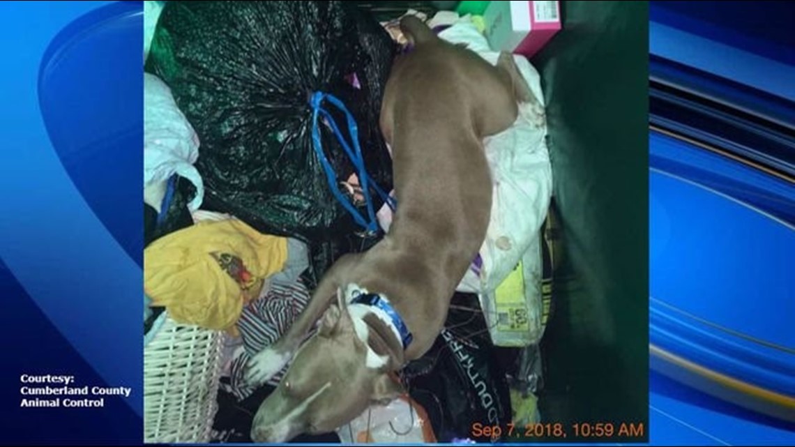 Dog Found Abandoned in Locked Donation Box in NC | wfmynews2.com