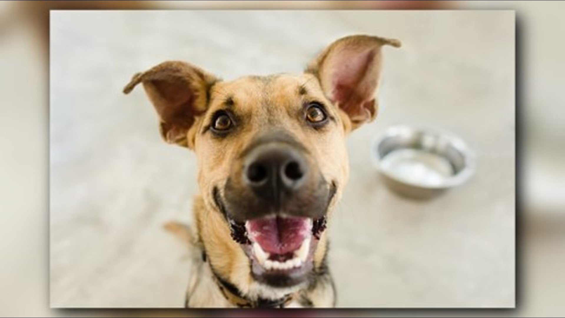 Pet Friendly Hurricane Shelters In NC Wfmynews2
