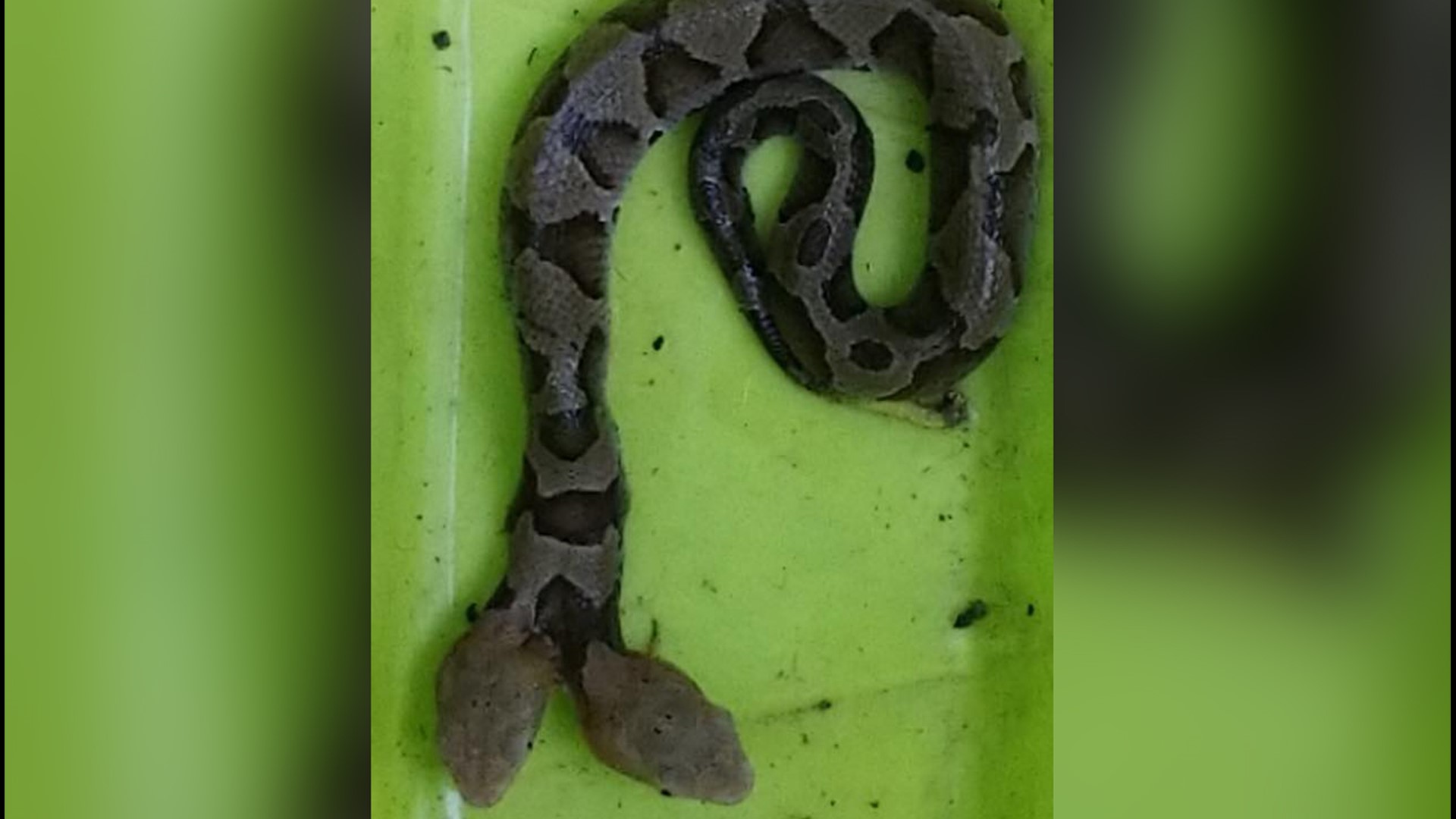 Holy Snakes! 'Rare' TwoHeaded Copperhead Captured in Virginia Backyard