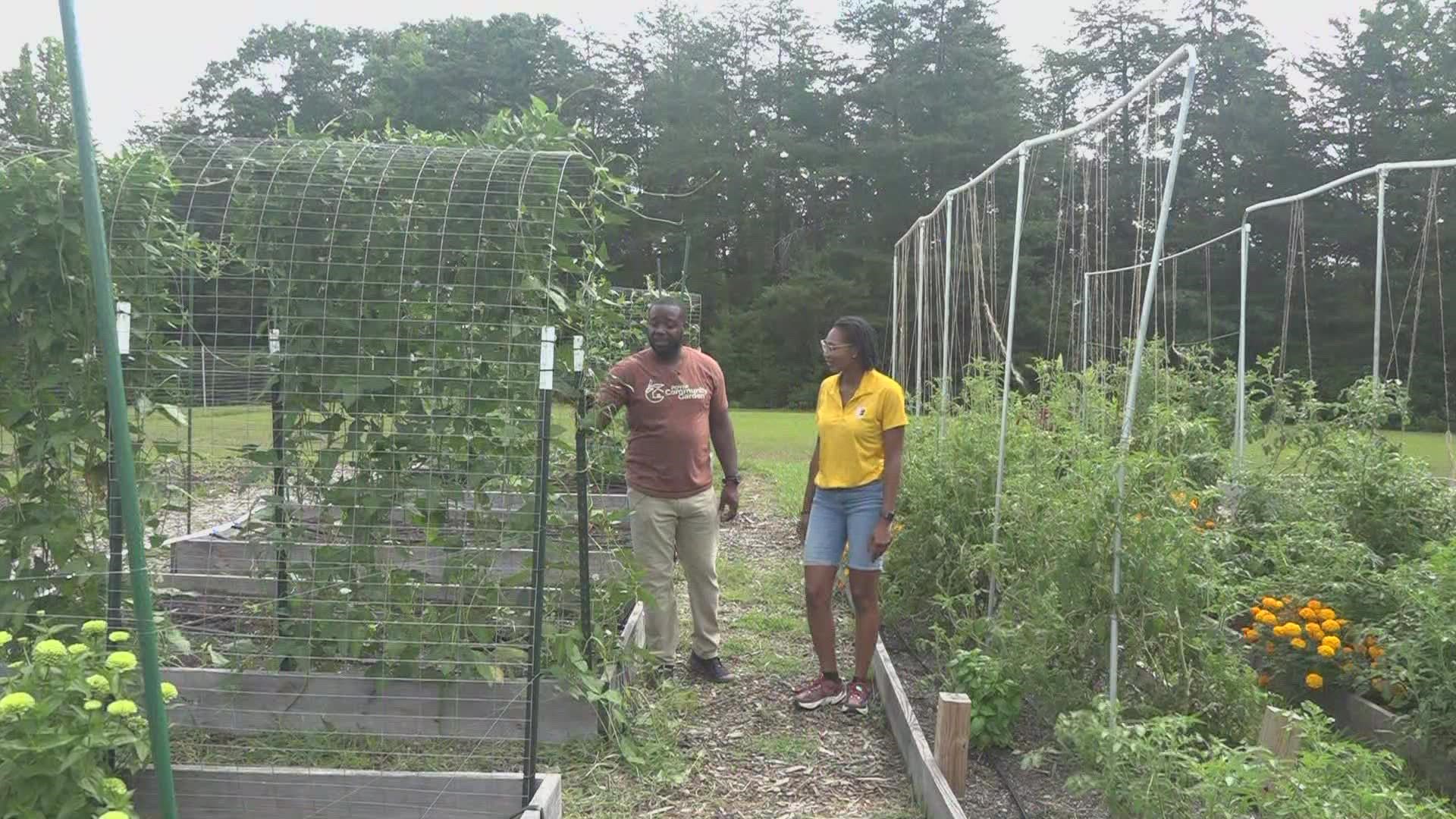 The food picked from the garden is distributed at Evangel Fellowship’s PDY&F food pantry every Thursday.