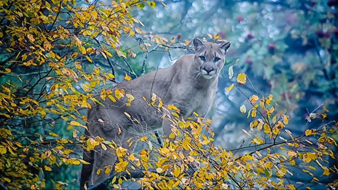 Grandfather Mountain’s ‘Aspen’ The Cougar Dies After Tooth Removal