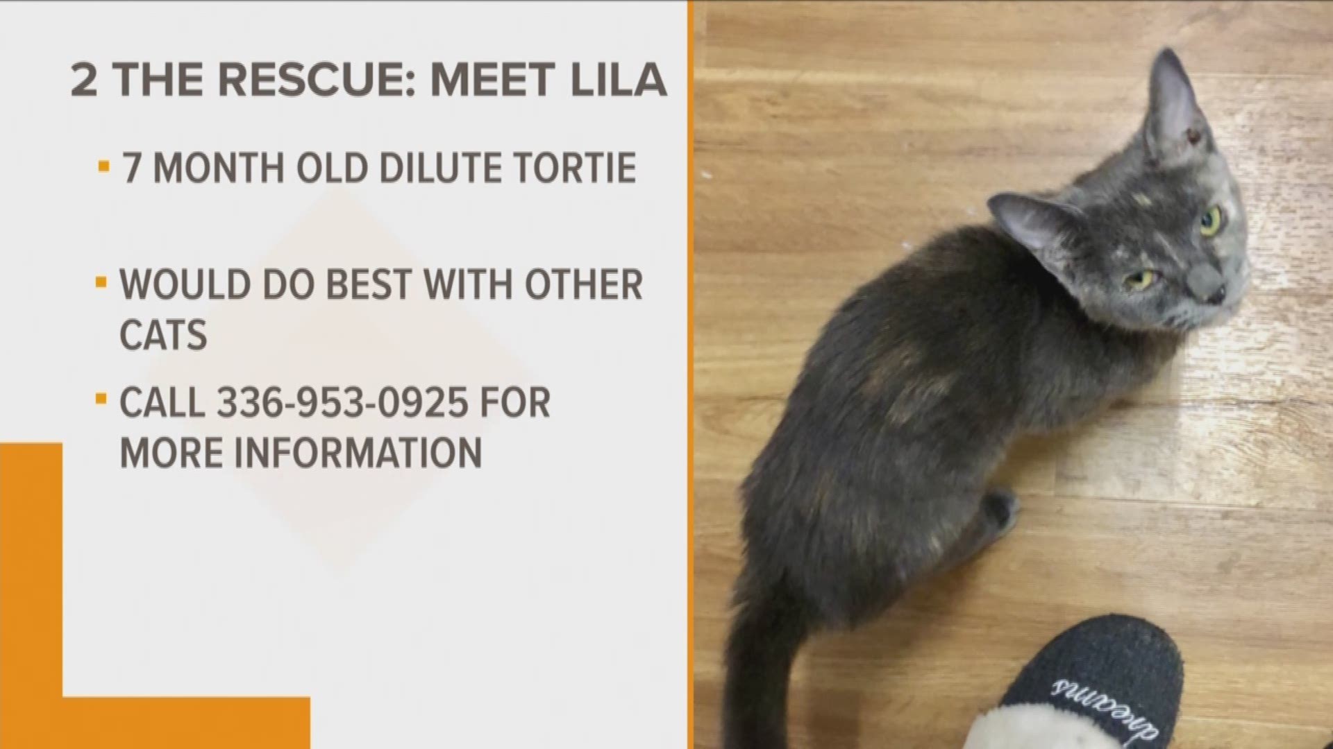 In today's 2 The Rescue segment, we want you to meet Lila. She is at the Animal Awareness Society  waiting for you.