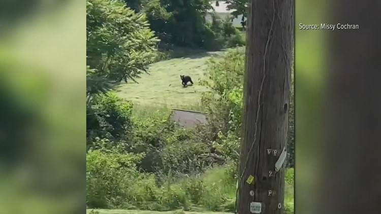 Yes, there are more black bear sightings in the Triad