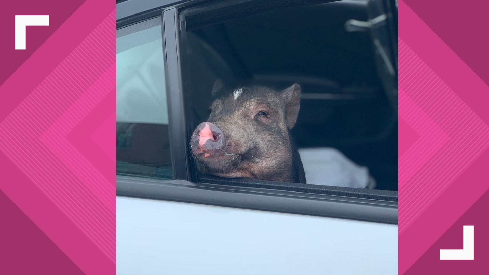 Sooie! Pig Gets Police Patrol Car Ride To Animal Shelter | Wfmynews2.com