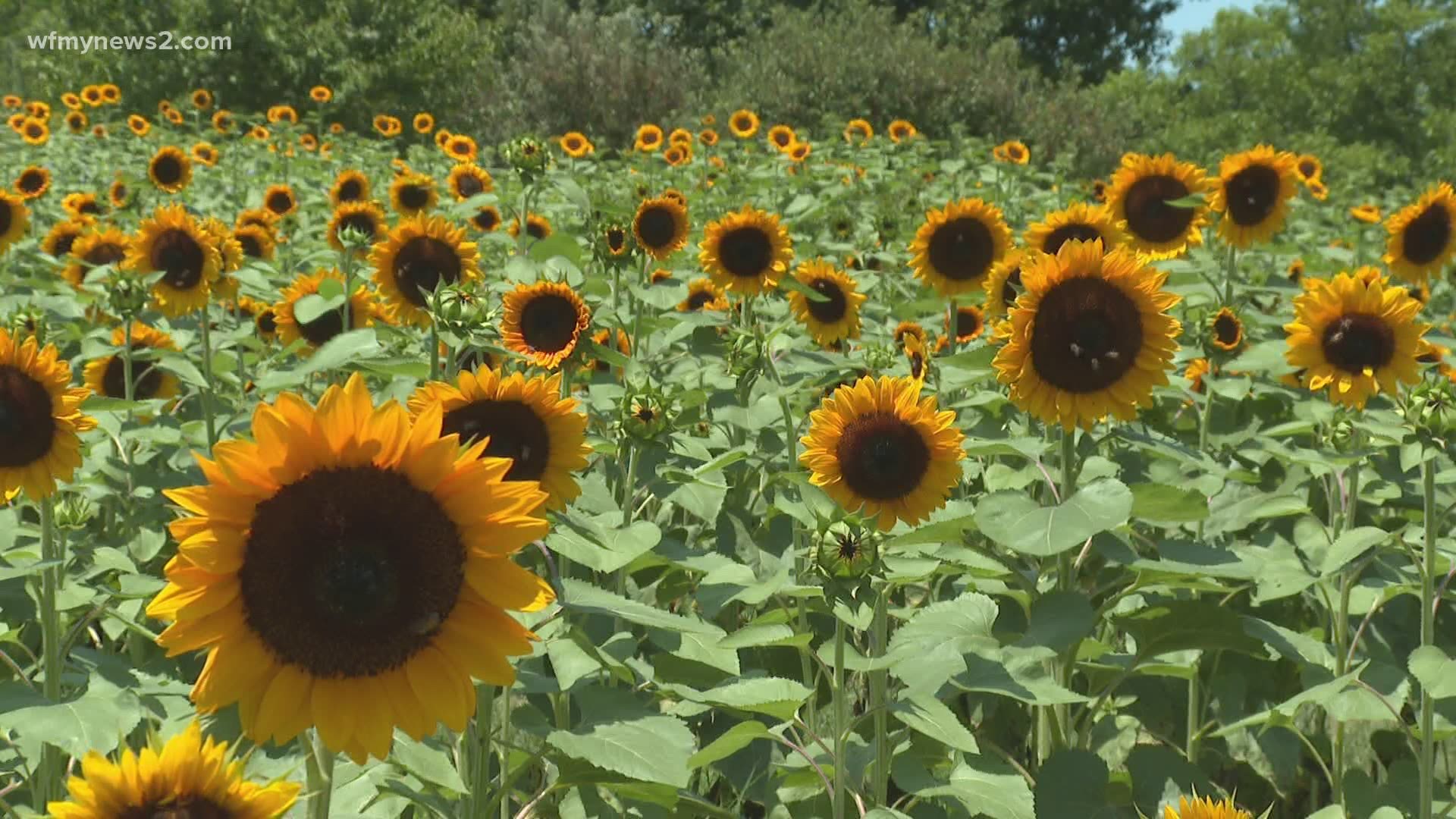 It’s opening day at Dewberry Farm and the sunflowers are blooming bright and ready for customers!