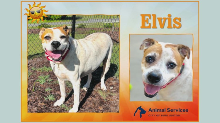 2 The Rescue: Meet Elvis