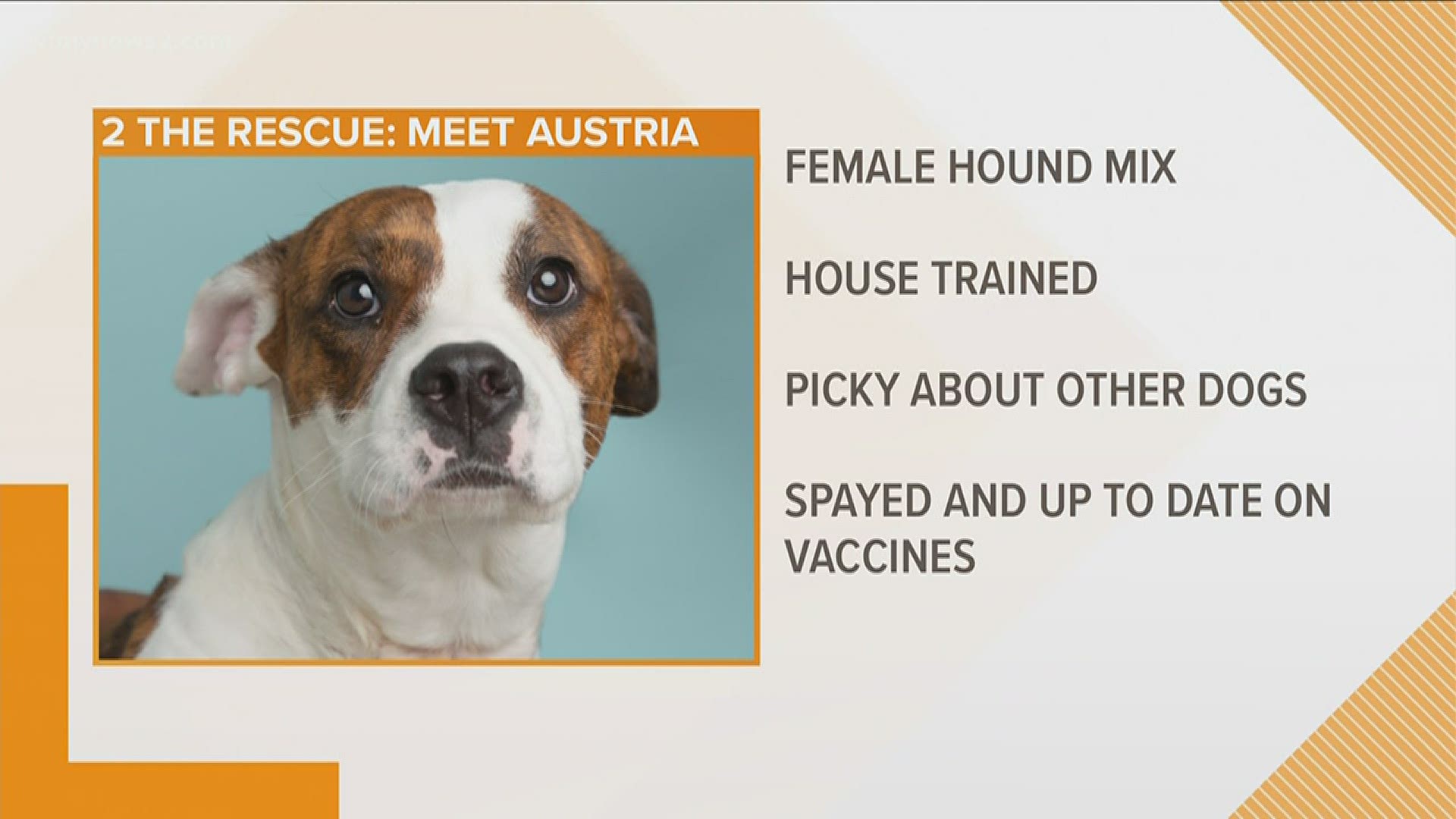 Your Netflix buddy is Austria! Help her find a forever home!