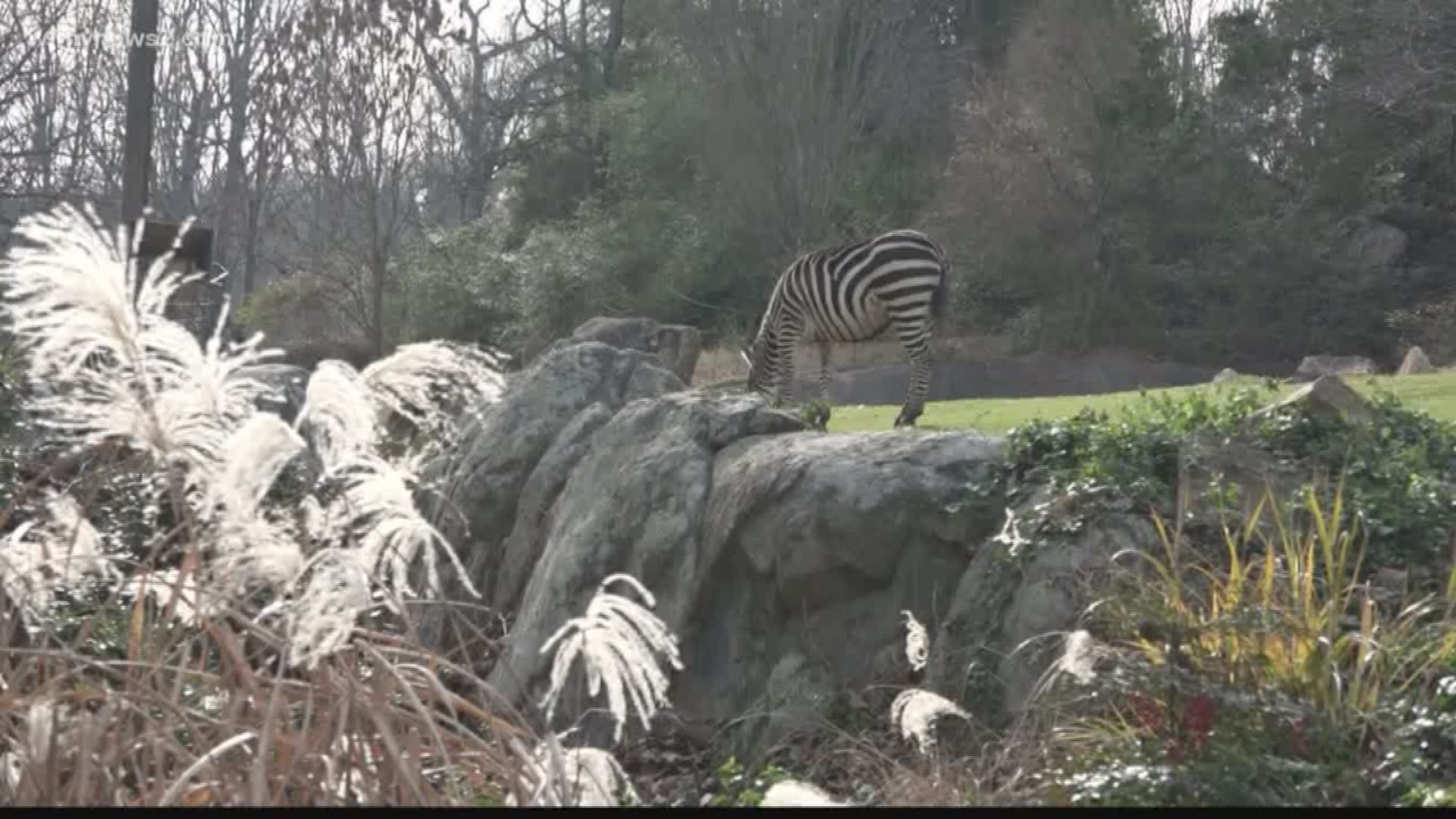 Keeping Animals Warm At North Carolina Zoo