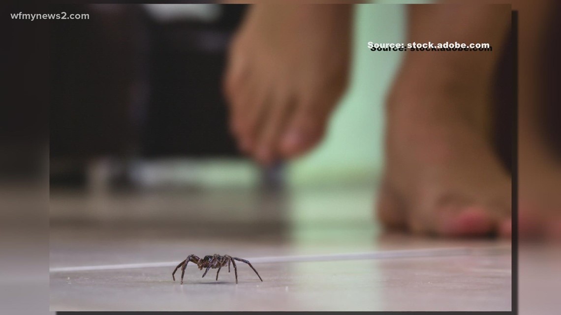 Wolf spider is autumn's most frightening home intruder