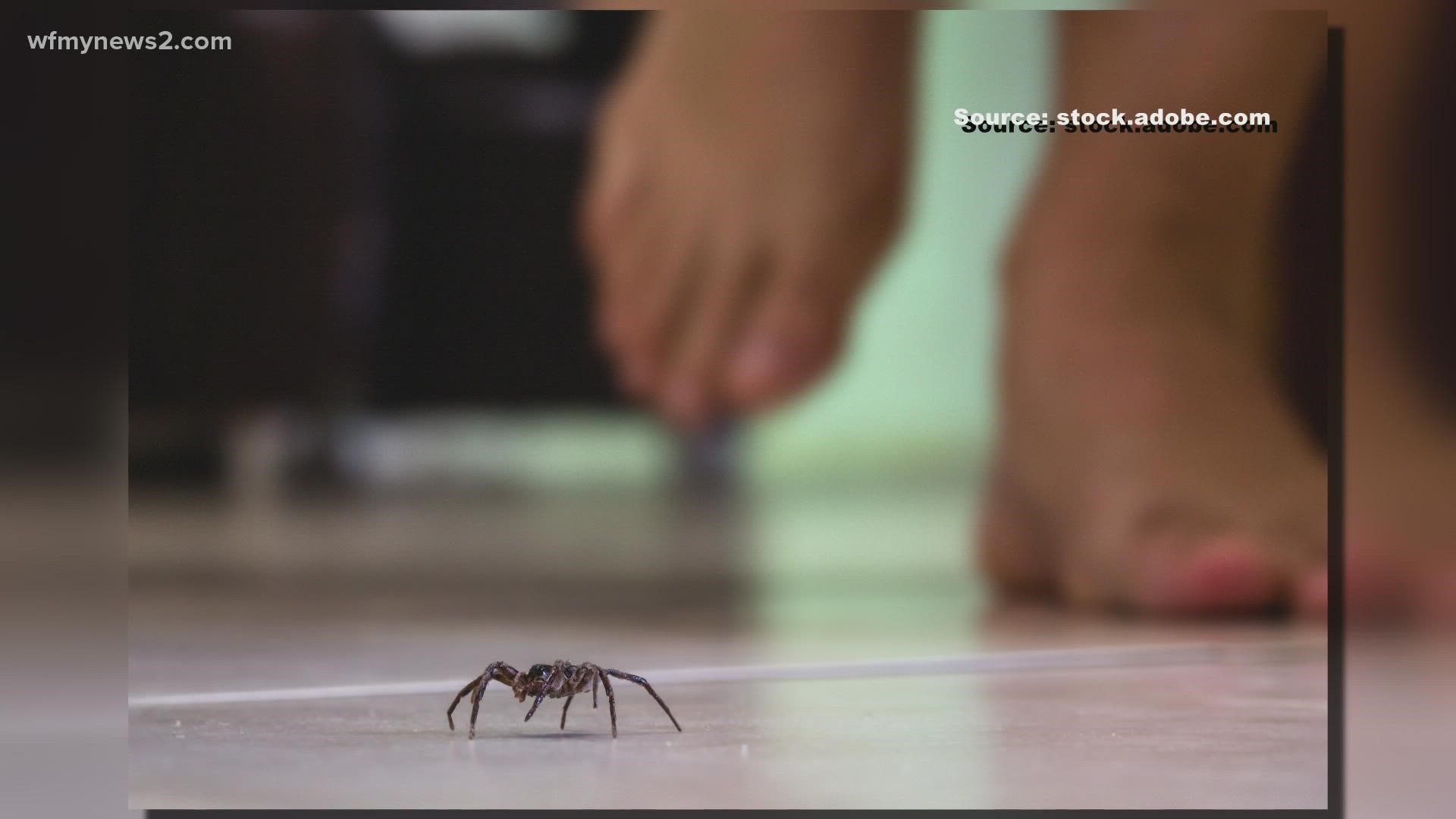 The wolf spider is autumn's most frightening home intruder - The