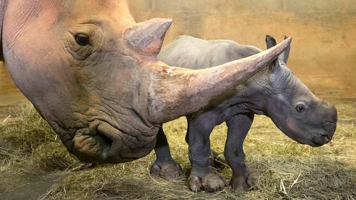 CUTENESS OVERLOAD! New baby rhino born at North Carolina Zoo ...