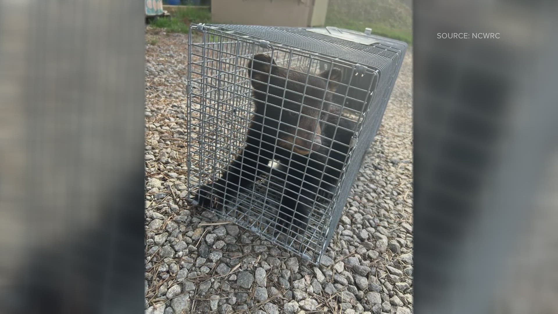 The North Carolina Wildlife Resources Commission said one of the cubs injured one of its paws. It is now at a rehab center.