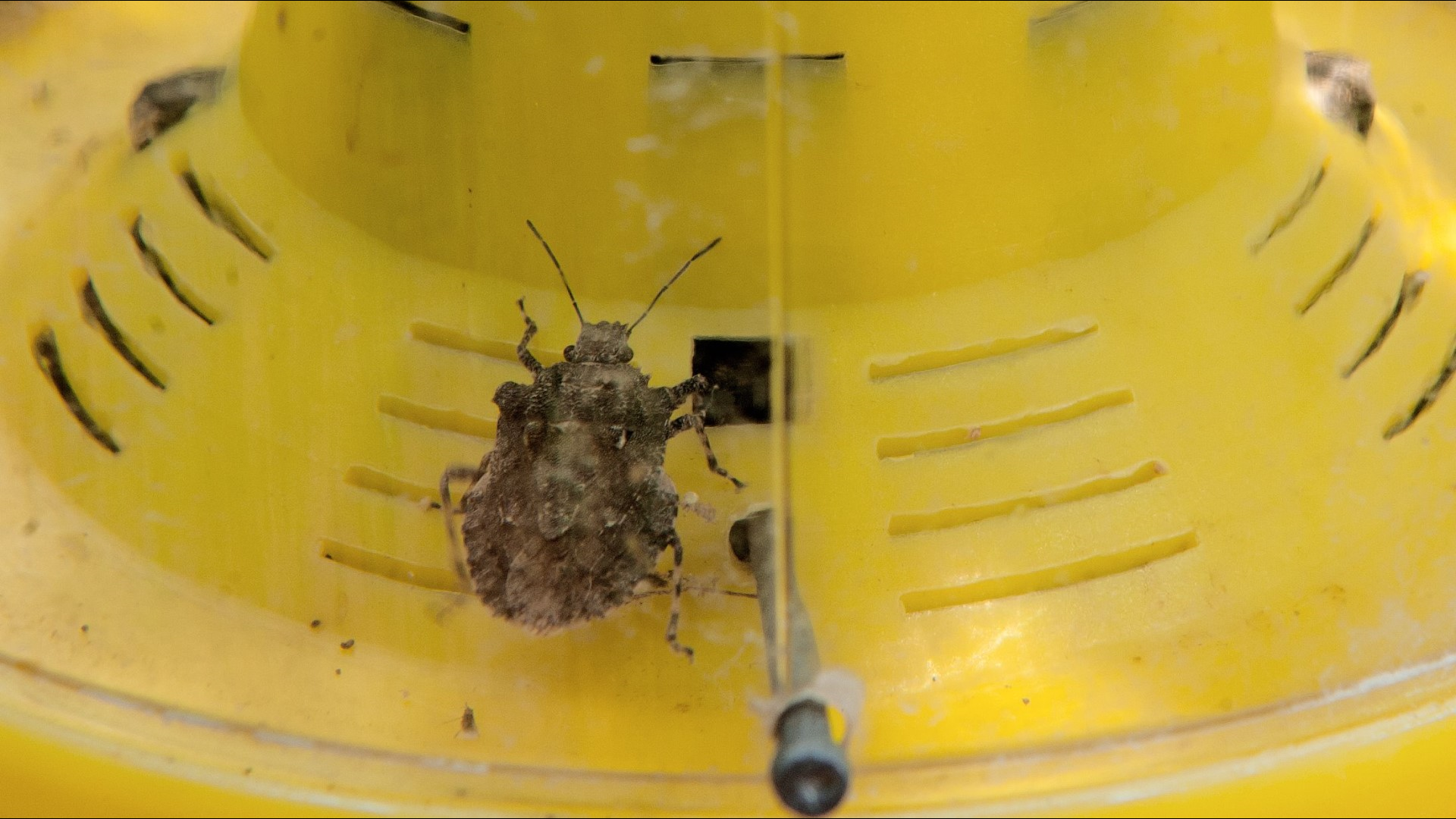 Stink Bugs Vacuum Them at Your Own Risk and 9 Other Things to Know