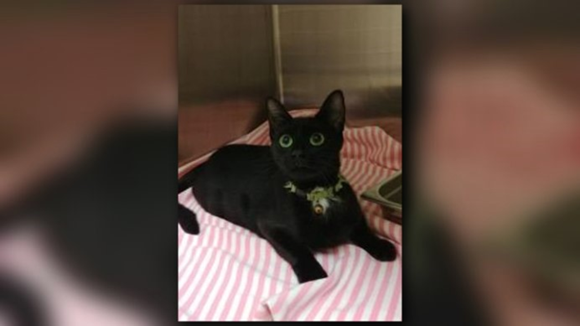 Verify: Do Animal Shelters Remove Black Or White Cats From