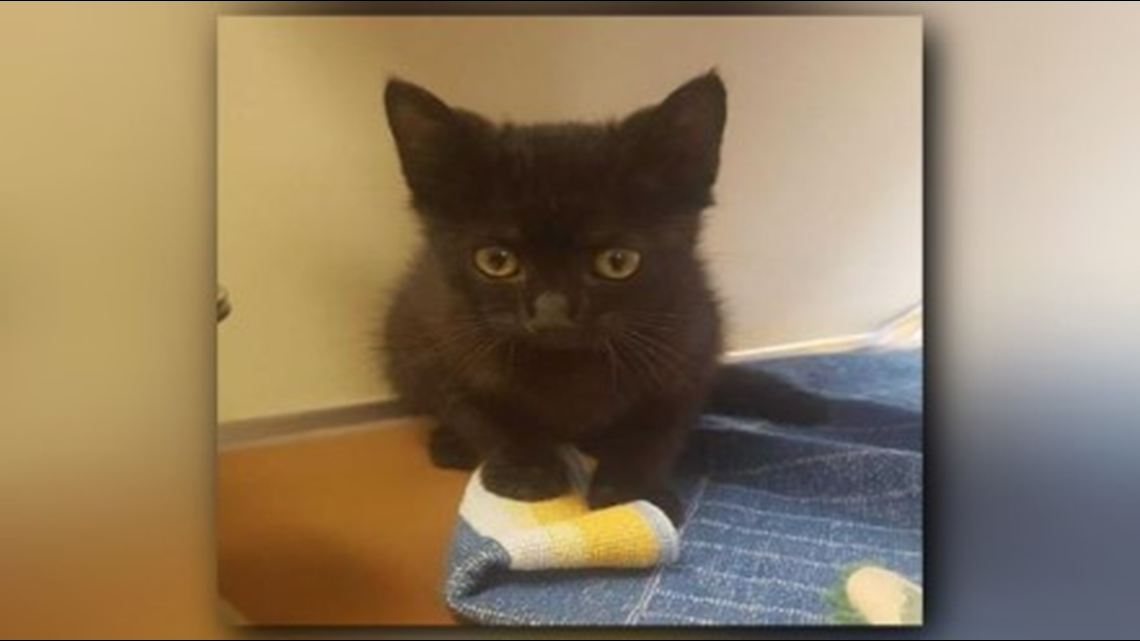 Verify Do Animal Shelters Remove Black Or White Cats From Adoption