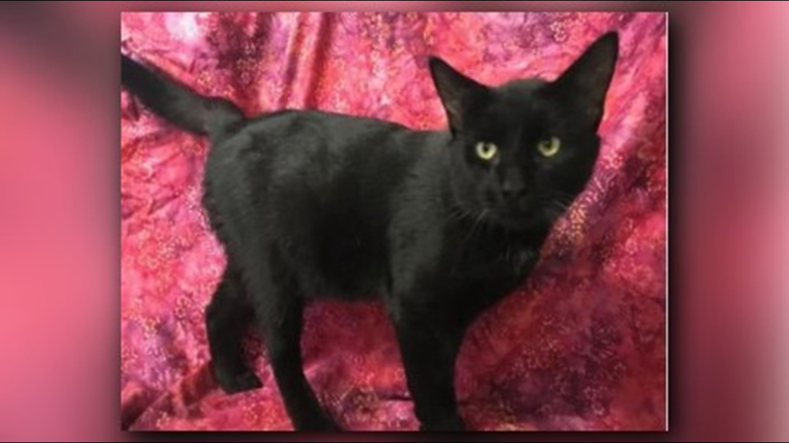 Verify Do Animal Shelters Remove Black Or White Cats From Adoption