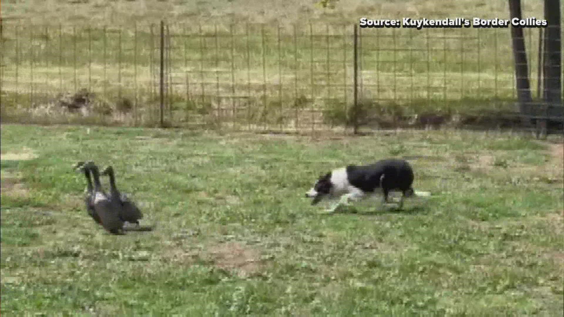 Kuykendall's Border Collies in Franklinville, NC are now working to protect missile sites.