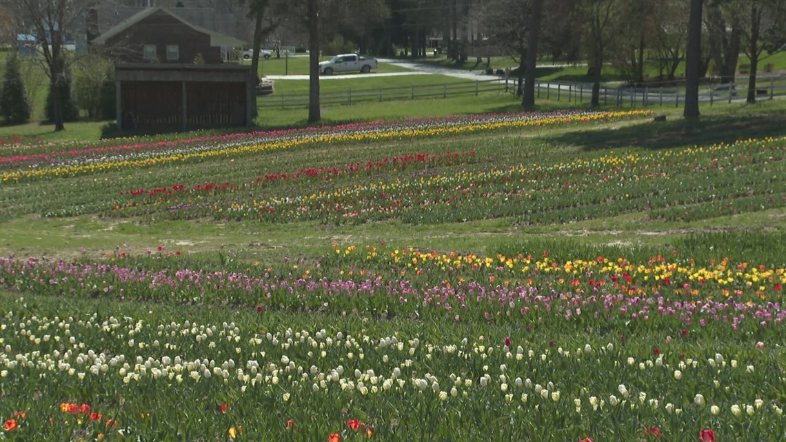 Tulip season at Dewberry Farms Spring 2024