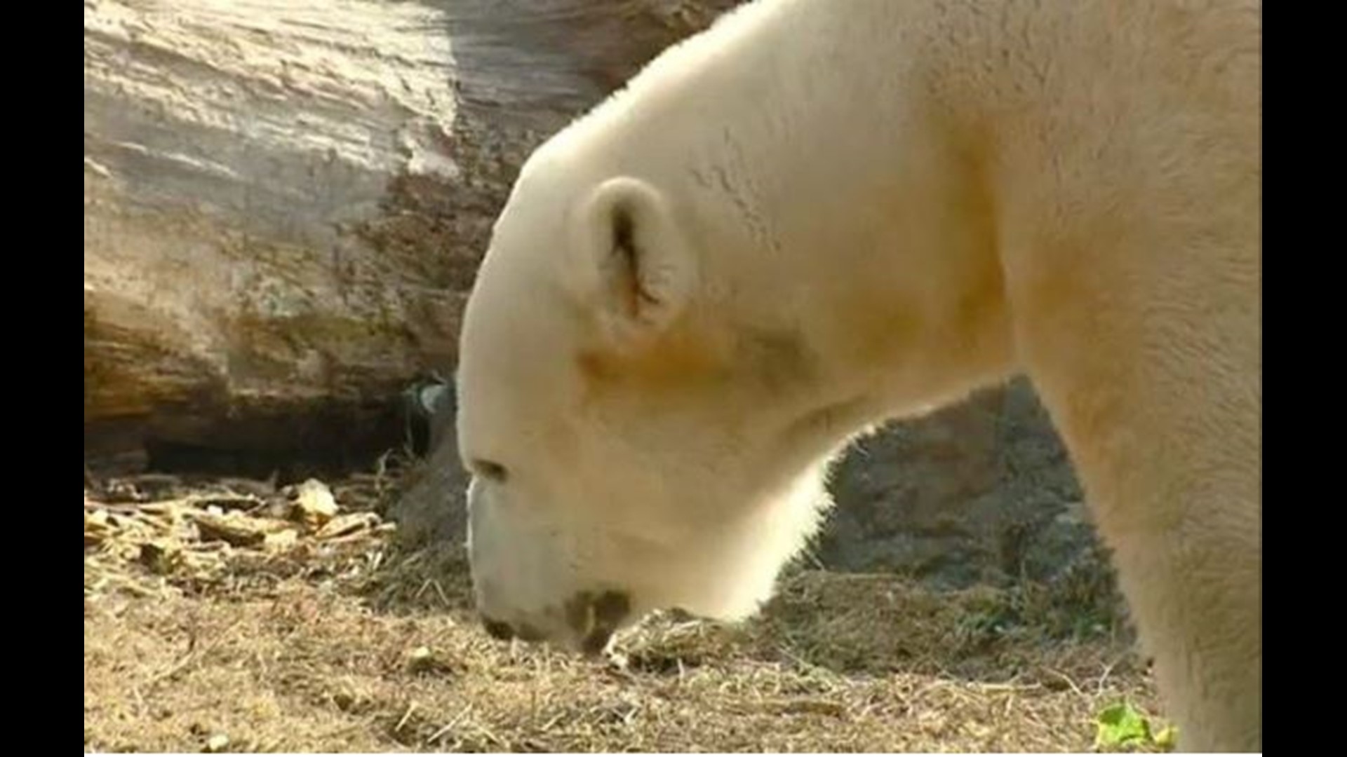 It's dinner time at the NC Zoo! Workers are busy feeding the polar bears during Florence