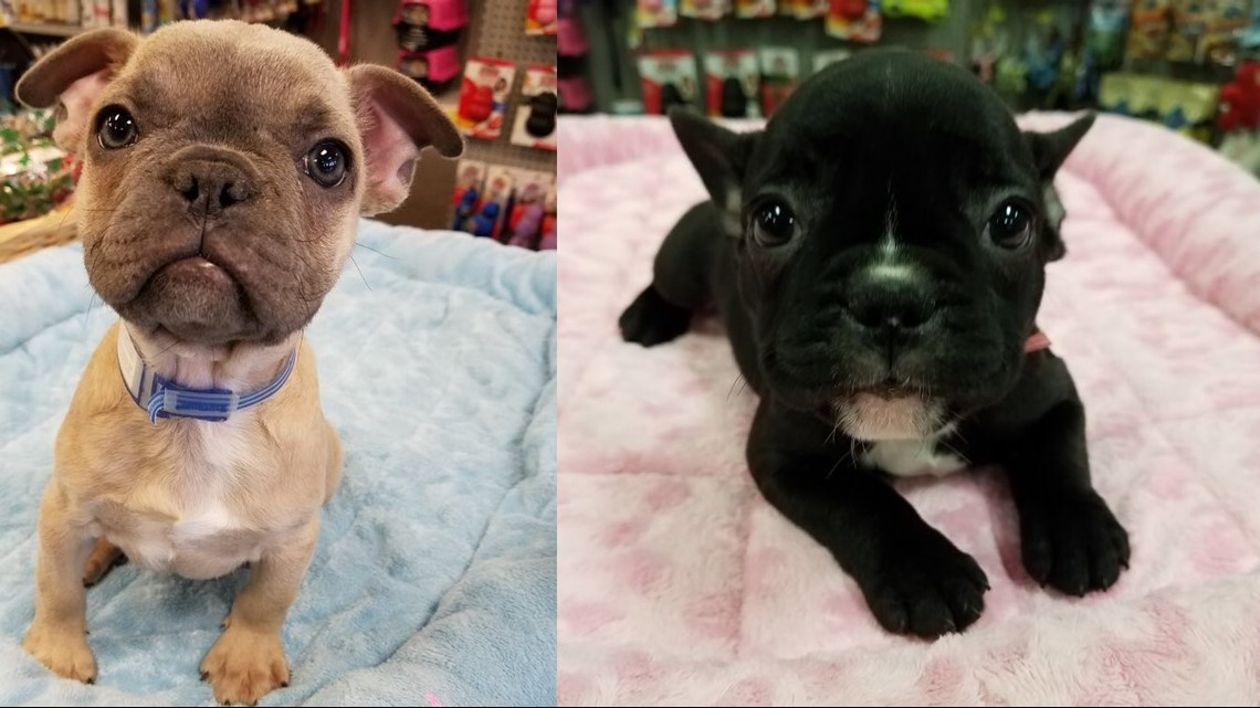 Why Are French Bulldog Puppies A Target For Thieves Wfmynews2 Com