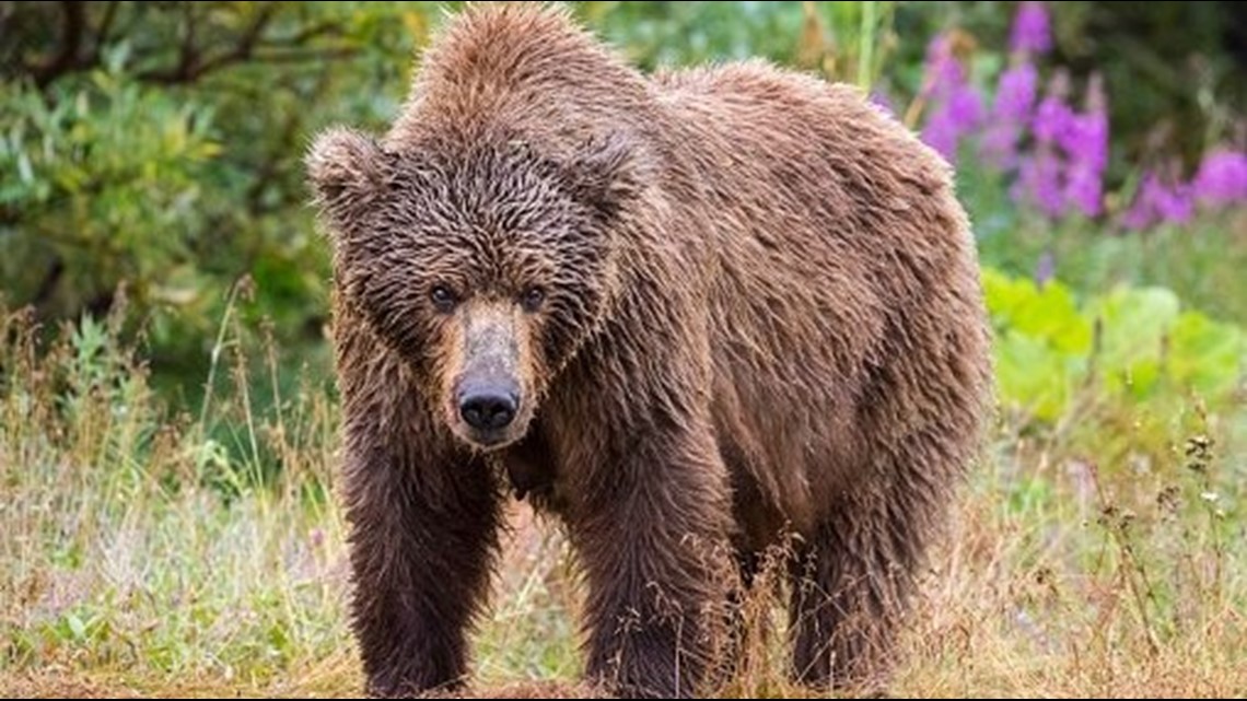 Grizzly Bear Mauls Mother and Young Daughter Outside Remote Canada ...