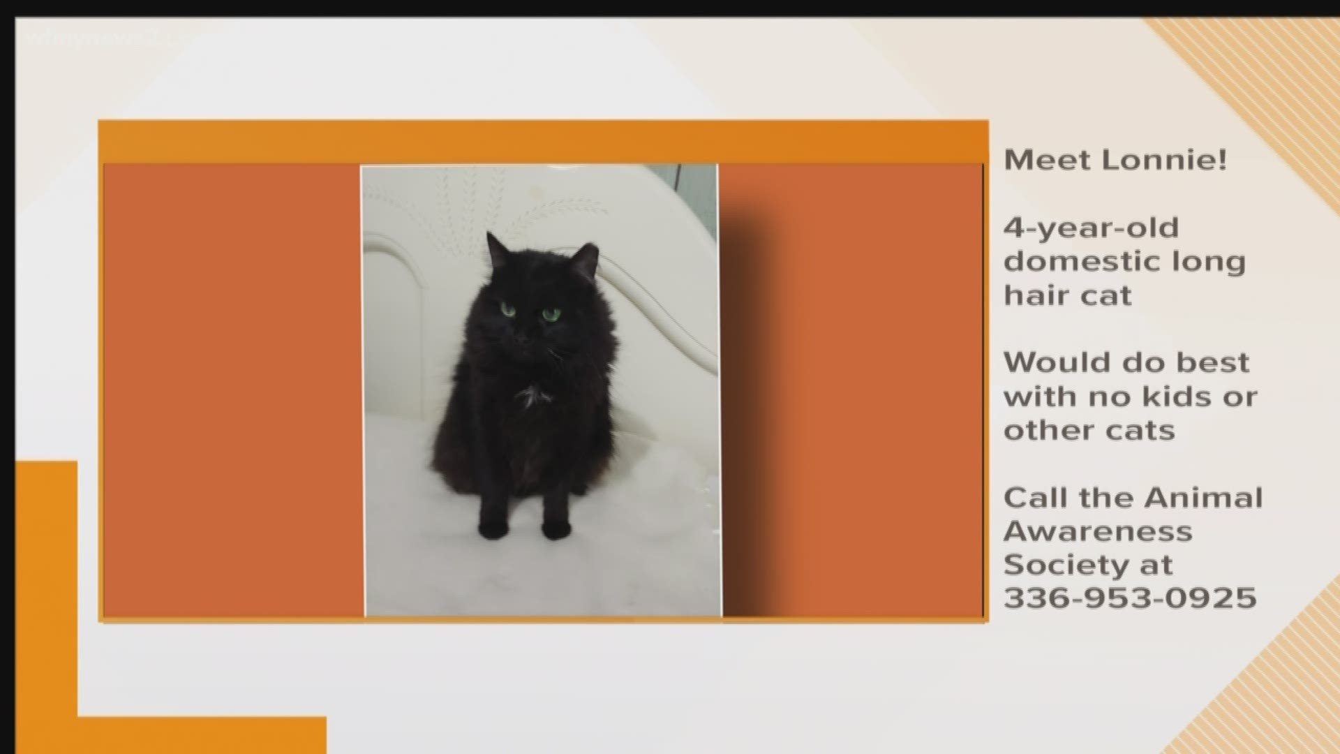 In today's 2 The Rescue segment, we want you to meet Lonnie. She is at the Animal Awareness Society waiting for you.