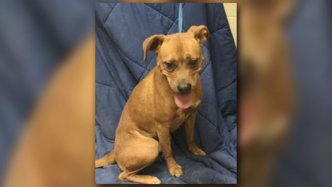 PHOTOS | Animals Available For Adoption At The Rockingham Co. Animal ...