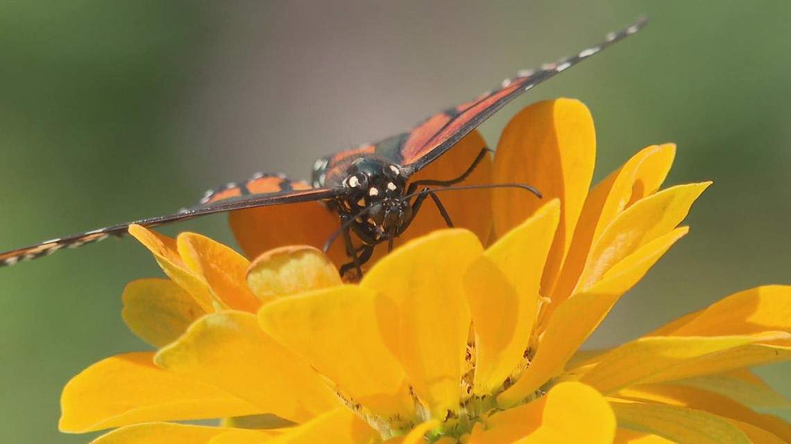 Greensboro Science Center's Monarch Conservation center works to protect butterflies