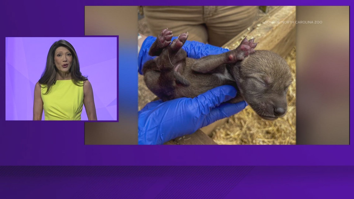 Endangered red wolf puppies born at North Carolina Zoo | wfmynews2.com