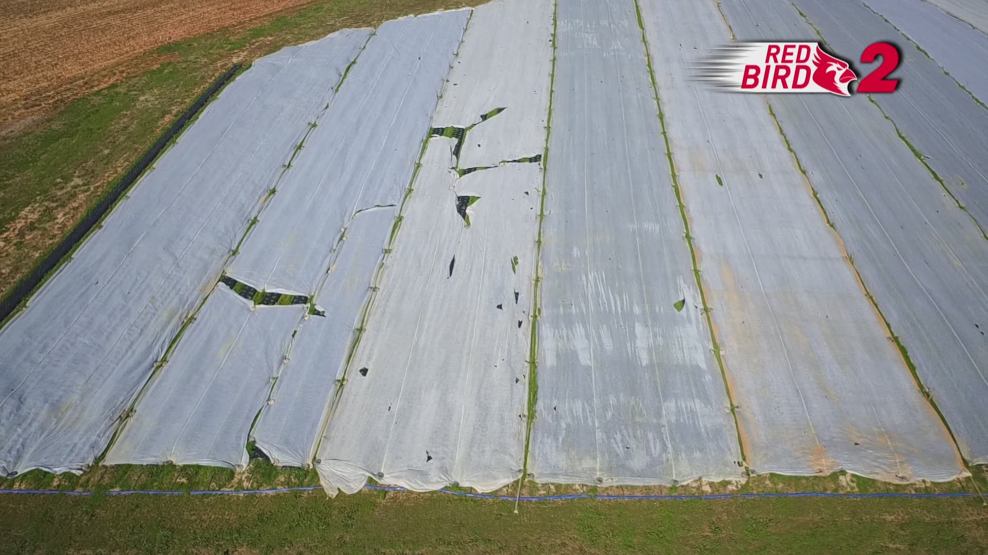 The strawberries at Rudd Farm in Greensboro have been blanketed to keep them protected during a cold snap.