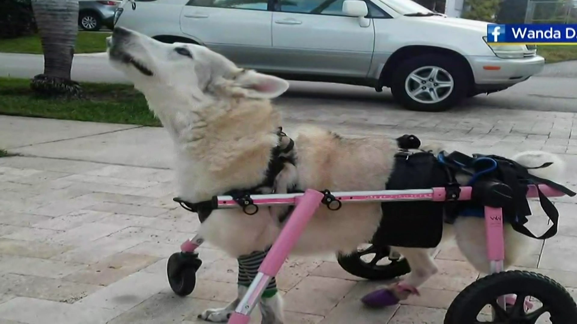 Wanda Ferrari is desperate and despondent.... frantic to know what's become of her disabled dog, Zorra. Zorra was inside a car that was stolen in Oakland Park, Fla.